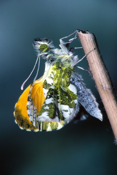 CBP1V  Aurore(l043)$01 01 00