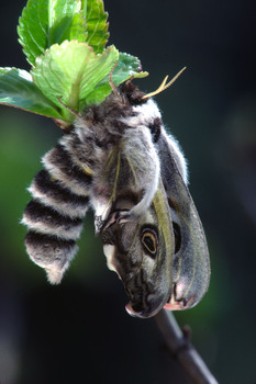 CDR1V  petit paon nuit(l097)$01 01 00