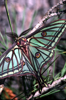 CHB1V  isabelle(l185)$01 01 00