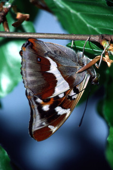 CIM1V  grand mars changeant(r033)$01 01 00