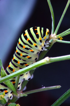 CNA1V  machaon(r151)$01 01 00