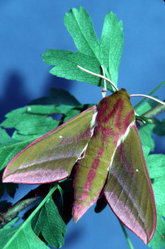 CQZ1V  sphinx vigne(h057)$01 01 00