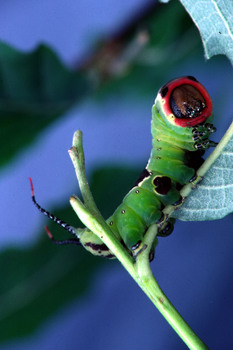 CTQ1V  queue fourchue(h126)$01 01 00