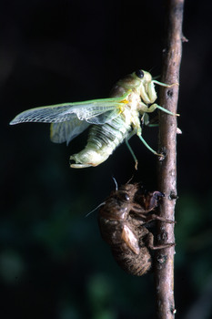 DLY1V  cigale(0022)$02 01 00