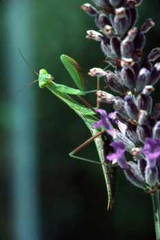 DPM1V  mante religieuse(0115)$03 01 00