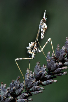 DPZ1V  empuse(0128)$03 01 00