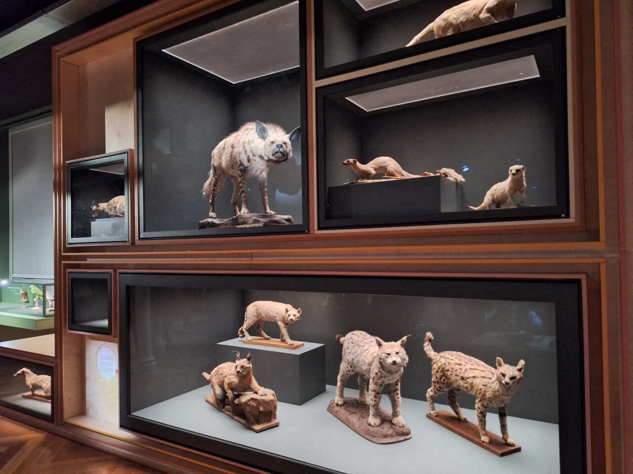 musee zoologique strasbourg 3